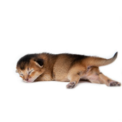 Fototapeta premium New born kitten isolated on white background