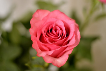 Beautiful pink rose Bud opened 