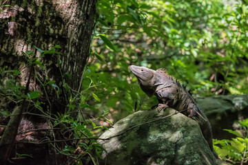 black ctenosaur in Costa Rica
