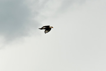 caracara bird in Costa Rica