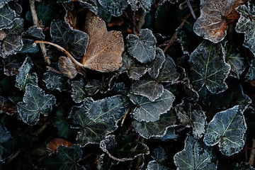 Fosted ivy leaves, green, dark background.