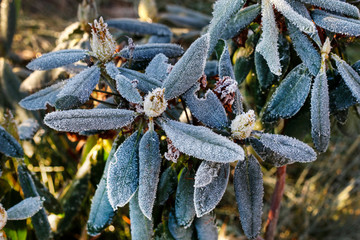 Rhododendron (Azalea) under the frost