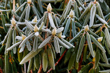 Obraz premium Rhododendron (Azalea) under the frost