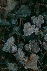 Fosted ivy leaves, green, dark background.