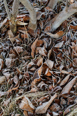 Frosted leaves on the grass.