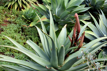 Fototapeta premium green plant