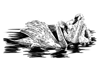 Hand drawn swan, sketch graphics monochrome illustration © byrdyak