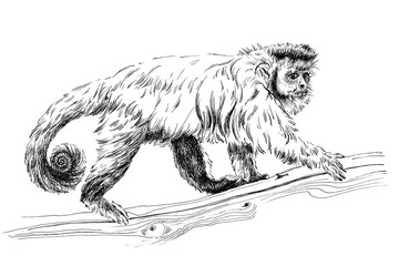 Hand drawn monkey, sketch graphics monochrome illustration