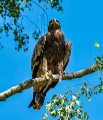 Harris's hawk, Parabuteo unicinctus, bay-winged hawk or dusky hawk