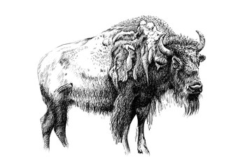 Hand drawn bison, sketch graphics monochrome illustration © byrdyak