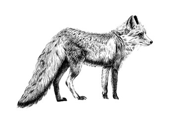 Hand drawn fox, sketch graphics monochrome illustration