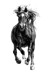 Hand drawn horse, sketch graphics monochrome illustration © byrdyak