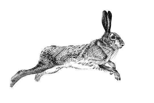 Hand drawn hare, sketch graphics monochrome illustration