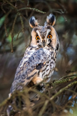Obraz premium Long-eared Owl sit in a branch and looking on the the camera