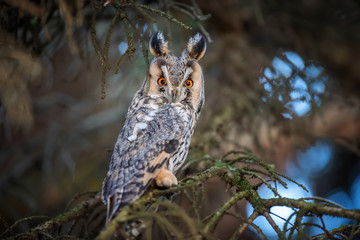 Long-eared Owl sit in a branch and looking on the the camera