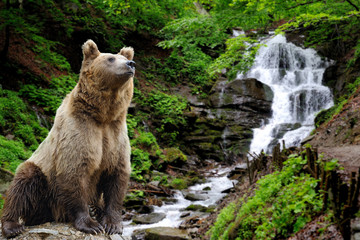 Brown bear (Ursus arctos) in nature