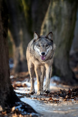 Close Alone Timber wolf standing in the winter © byrdyak