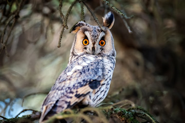 Long-eared Owl sit in a branch and looking on the the camera