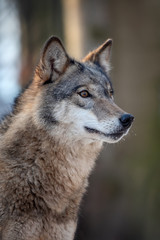 Close Alone Timber wolf standing in the winter