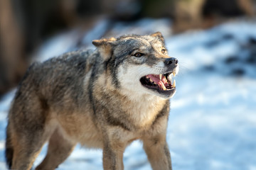 Close Alone Timber wolf standing in the winter