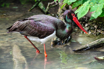 Black stork, Ciconia nigra in a german nature park