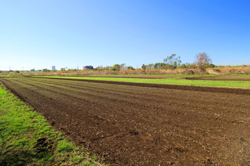 ポピーの種の蒔かれた冬の花畑風景