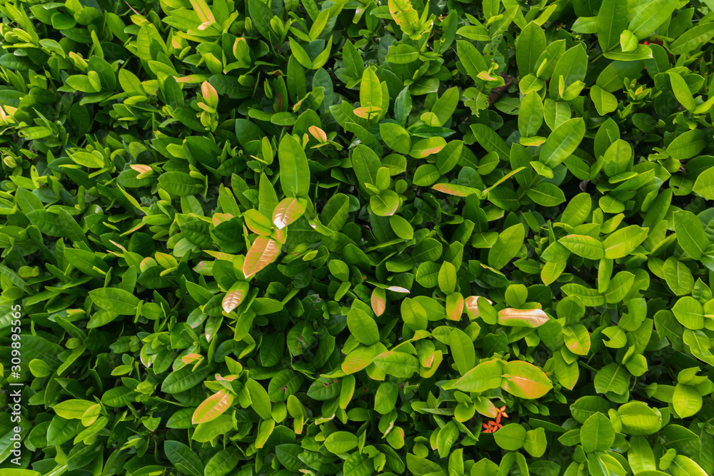 Wall mural Abstract green grass background, sunny day, fresh spring field, natural textured wallpaper at Phuket Thailand.