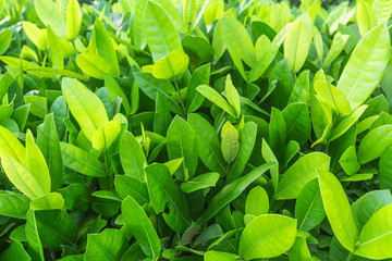 Abstract green grass background, sunny day, fresh spring field, natural textured wallpaper at Phuket Thailand.