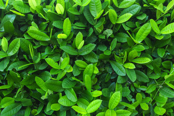 Abstract green grass background, sunny day, fresh spring field, natural textured wallpaper at Phuket Thailand.