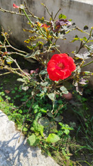 red rose flower plant in a garden field