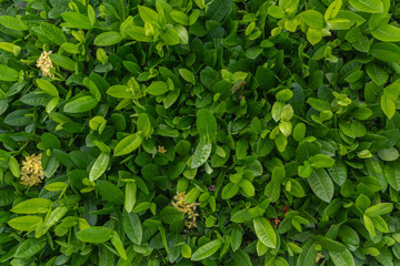 Fototapeta na wymiar Abstract green grass background, sunny day, fresh spring field, natural textured wallpaper at Phuket Thailand.
