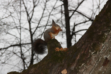 Squirrel eats in the spring sitting on a large tree on a blurred background of bushes