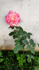 pink rose flower on white background