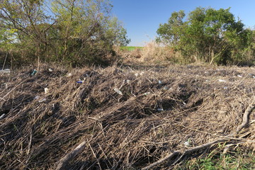 台風で流れ着いた漂着物の堆積した江戸川岸辺風景