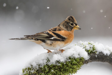 Brambling in snow (Fringilla montifringilla)