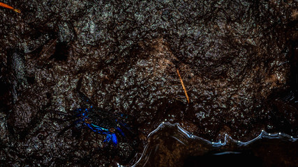 metallic blue color crab living in mangrove ecosystem at Kutai National Park, Indonesia