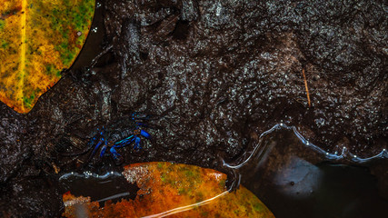 metallic blue color crab living in mangrove ecosystem at Kutai National Park, Indonesia