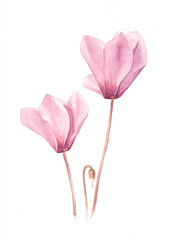 Cyclamen. Watercolor drawing of a beautiful blooming flower. Artwork of a picturesque flower. Natural design. Flower drawing. Watercolor painting of cyclamen flower on a white background.