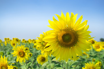 Fototapeta premium Sunflower
