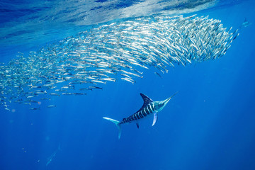 Striped Marlin マカジキ Mexico バハカリフォルニア半島
