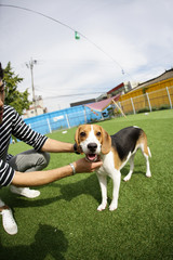 Fun puppies in a private playground	