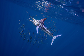 Striped Marlin マカジキ Mexico バハカリフォルニア半島