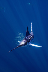 Striped Marlin マカジキ Mexico バハカリフォルニア半島