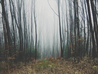 fog in the forest