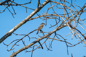 small wild migration birds on tree wildlife with sunshine at backyard garden with beautiful natural light freedom fresh air