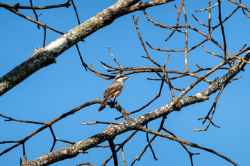 small wild migration birds on tree wildlife with sunshine at backyard garden with beautiful natural light freedom fresh air