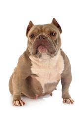 american bully in studio