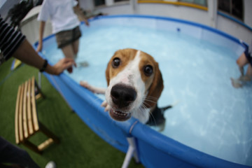 A puppy that looks happy and happy