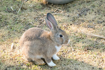 little bunny small young cute rabbit wildlife animals living at backyard garden with beautiful natural light freedom fresh air
