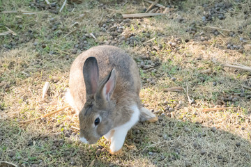 little bunny small young cute rabbit wildlife animals living at backyard garden with beautiful natural light freedom fresh air